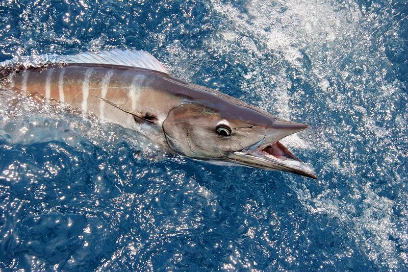 Fishing-Charter-Highland-Beach-FL