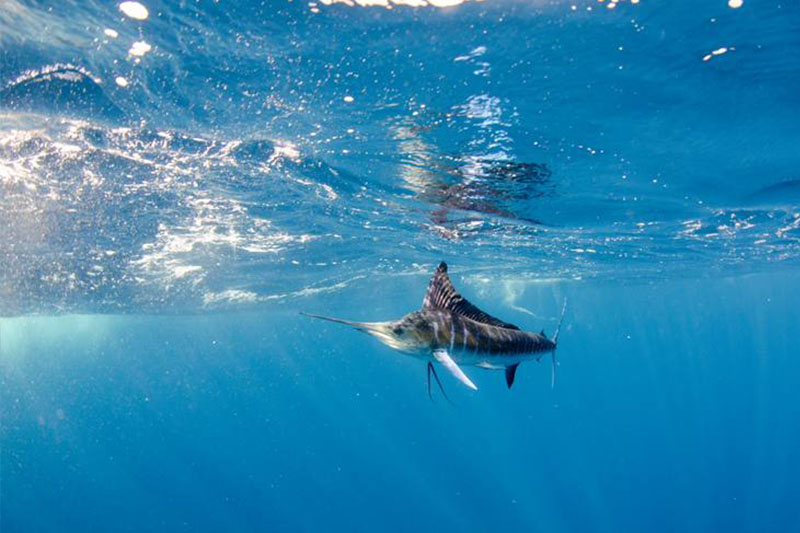 Fishing-Charter-North-Palm-Beach-FL