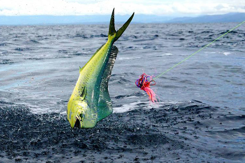 Fishing-Charter-Tequesta-FL