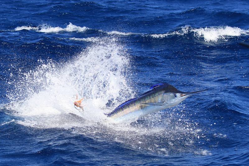 Fishing-Charter-Carrabelle-FL