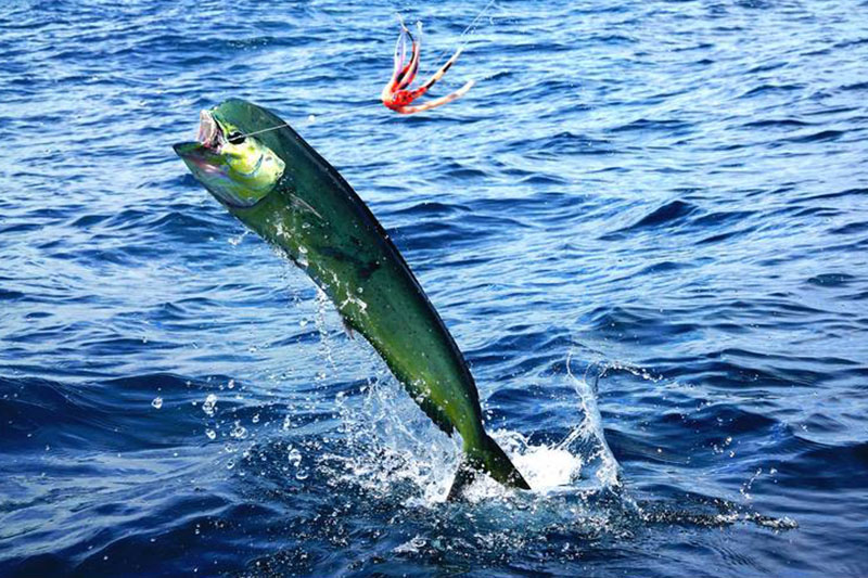 Fishing-Charter-Honolulu-HI