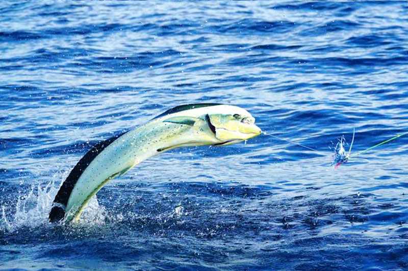 Fishing-Charter-Kapaa-HI