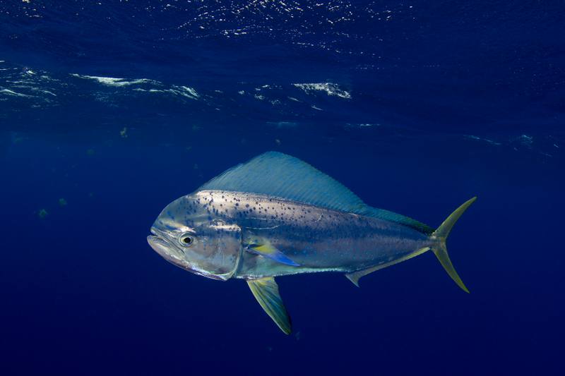 Fishing-Charter-Lahaina-HI