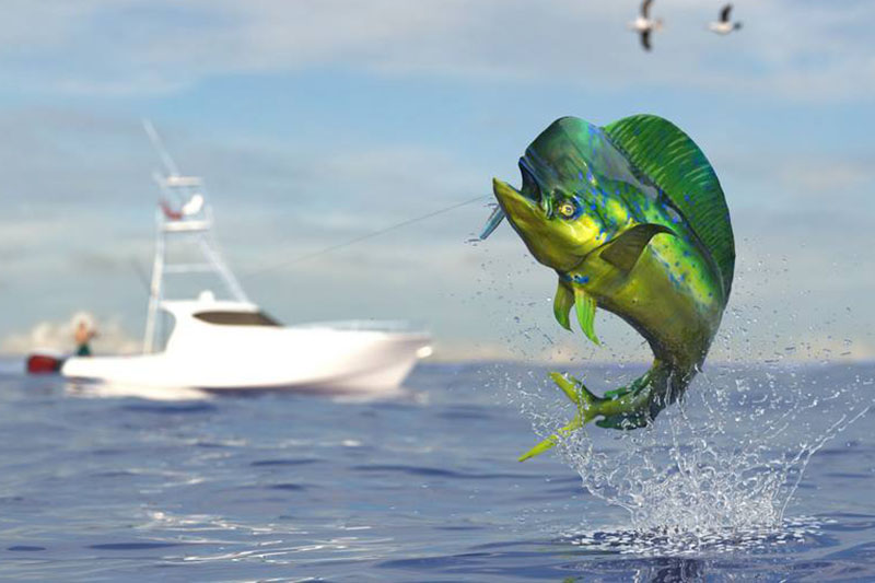Fishing-Charter-South-Florida-FL