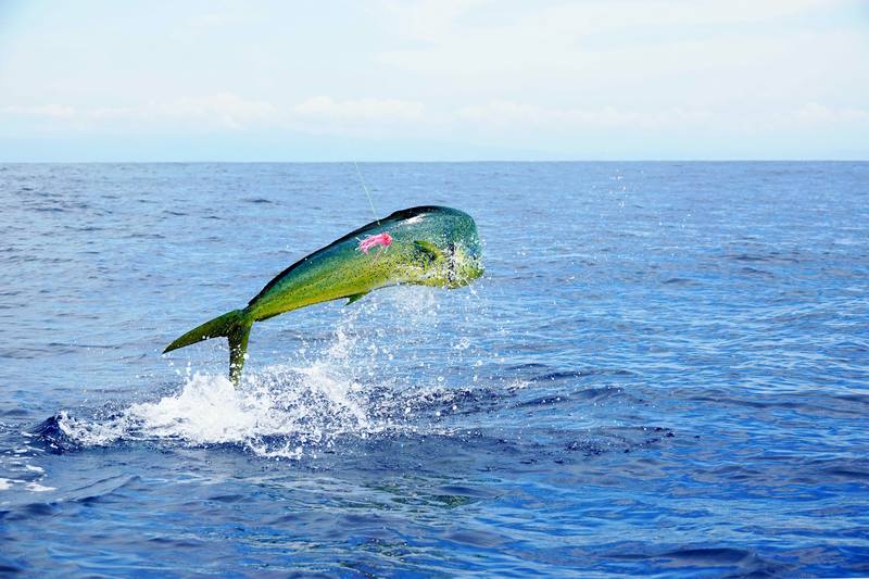 Fishing-Charters-East-Honolulu-HI